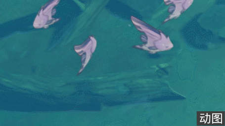 流纹京紫蝶鱼 旅行者创作平台 观测枢 原神wiki 流纹京紫蝶鱼 旅行者创作平台 观测枢 原神wiki