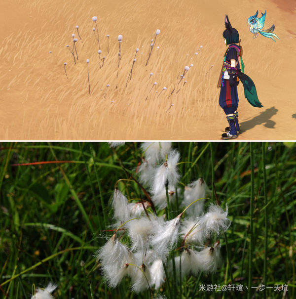 【原神丨生物考据】须弥沙漠考据——植物篇!你认识这些植物的原型嘛?